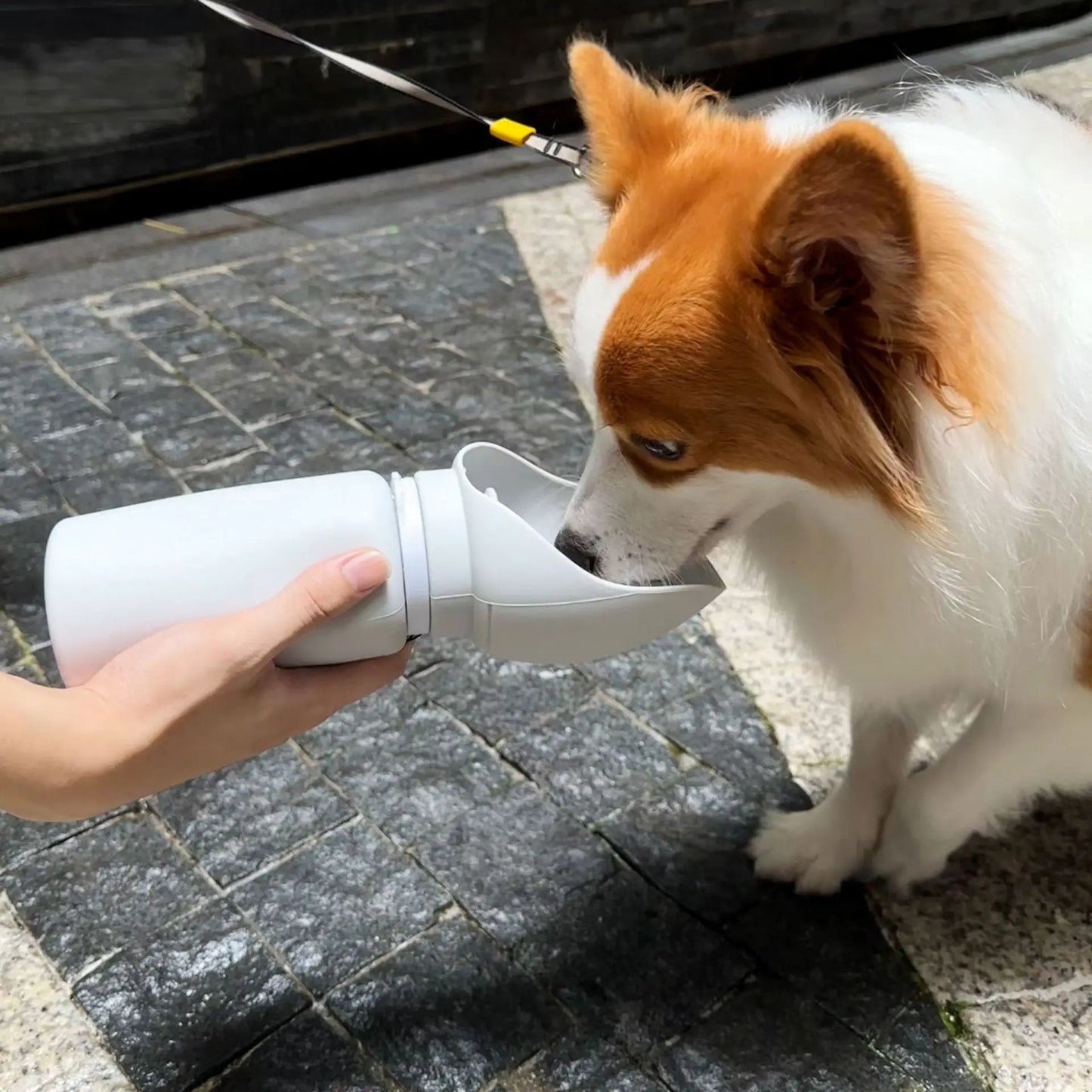TrinkBuddy - frisches Wasser immer dabei - für deinen besten Freund 🐶